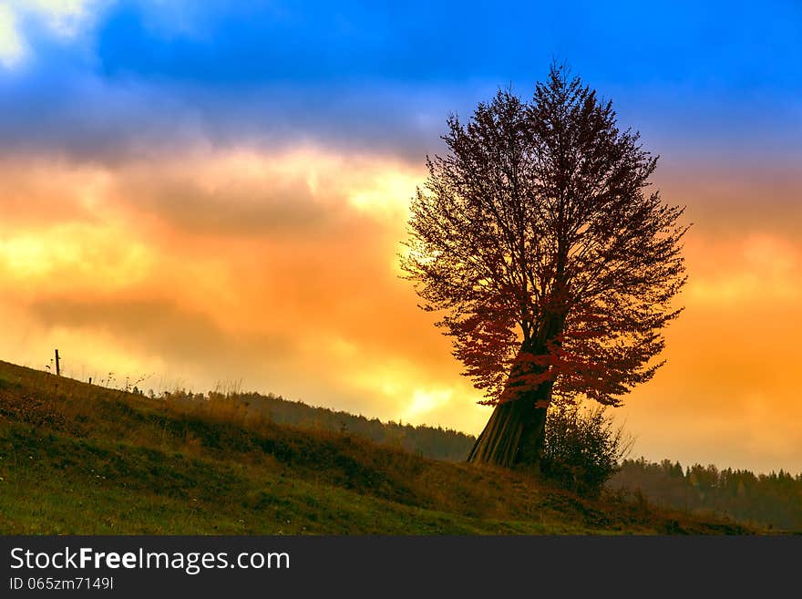 Tree in morning mist in Transylvania, Romania