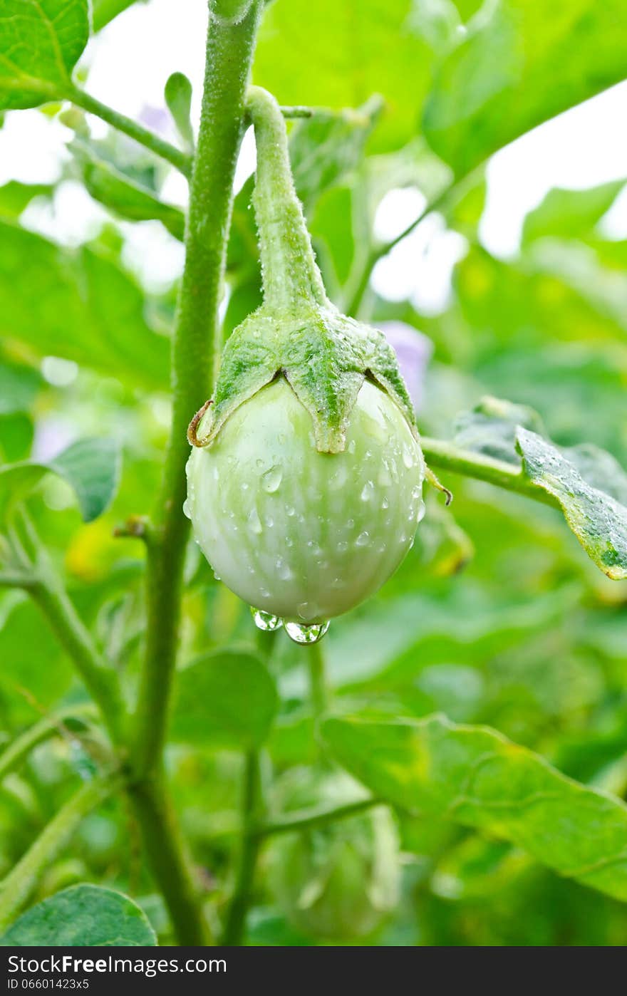 Green eggplant growing at a farm