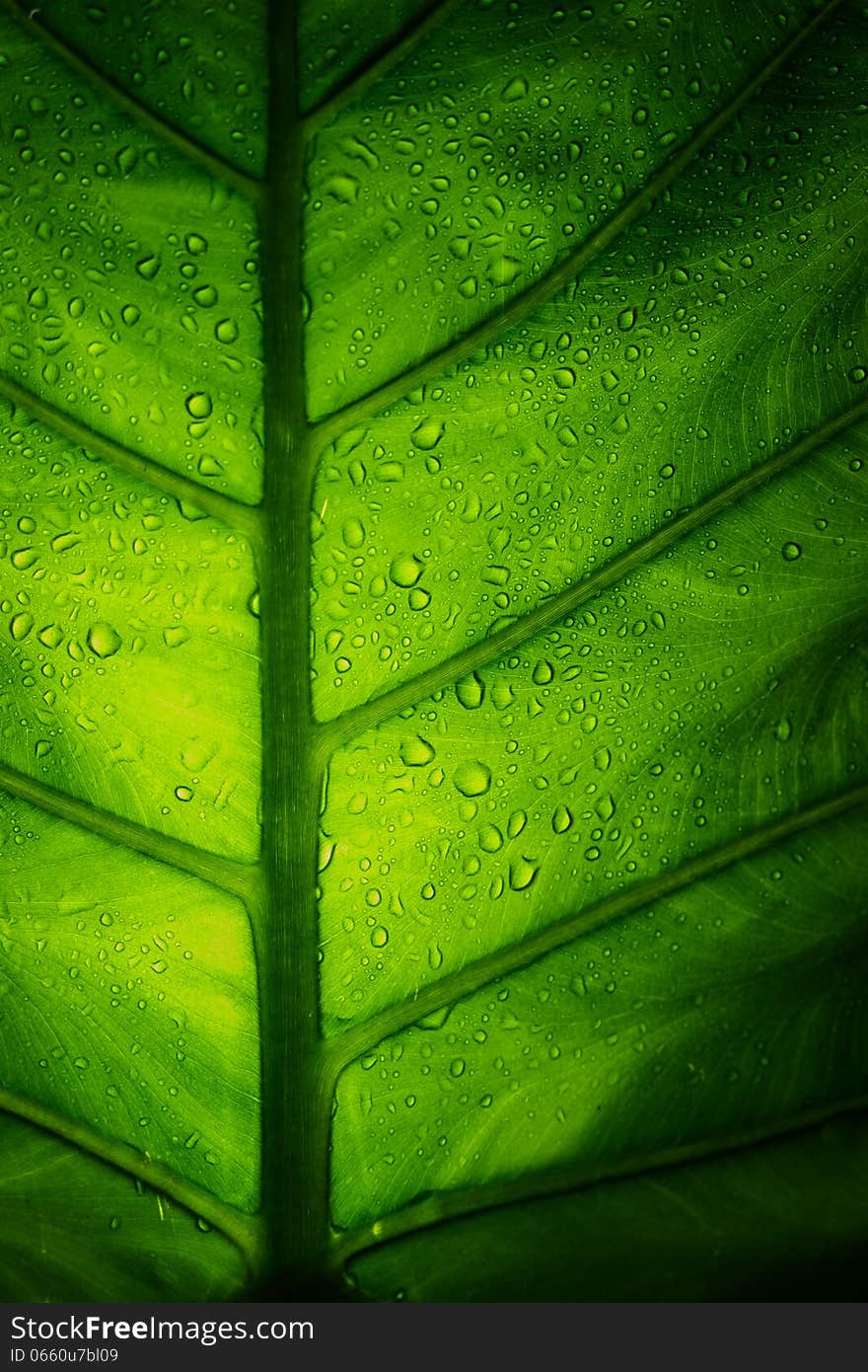 Close-up green elephant ear leaf with water drop.