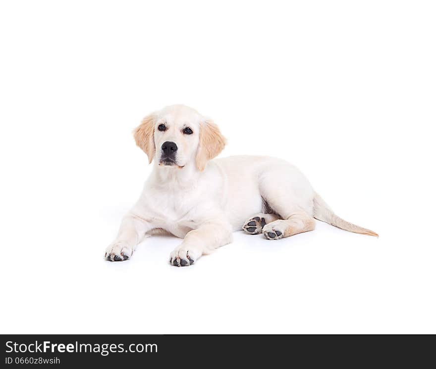 Labrador retriever puppy on the white background