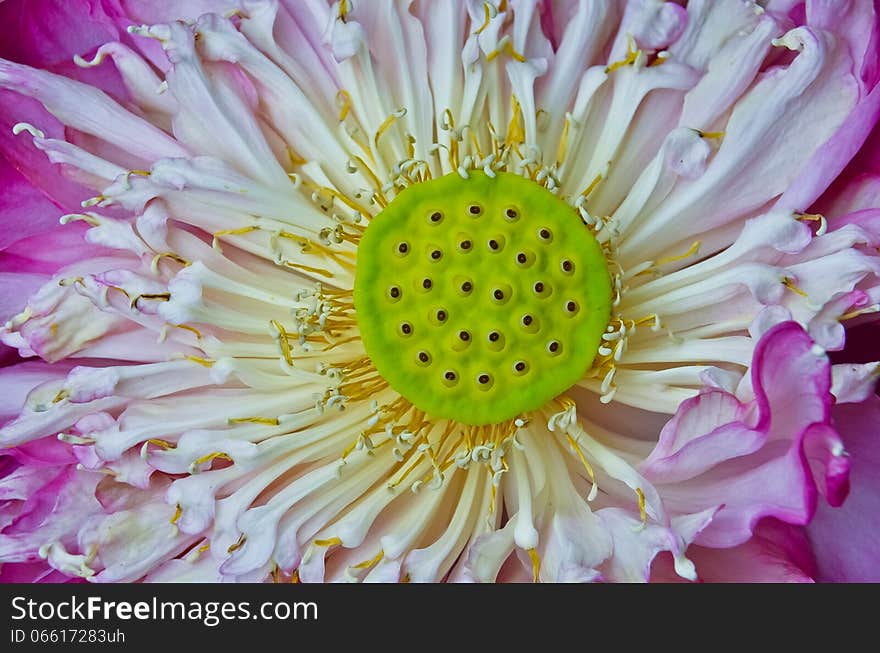 Close to the Petal of blooming lotus. Close to the Petal of blooming lotus