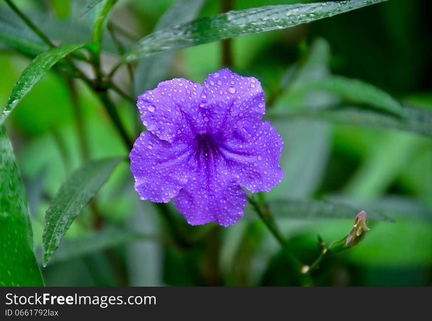 Ruellia squarrosa is blooming in the garden beautiful spring flower wet with rain drops. Ruellia squarrosa is blooming in the garden beautiful spring flower wet with rain drops