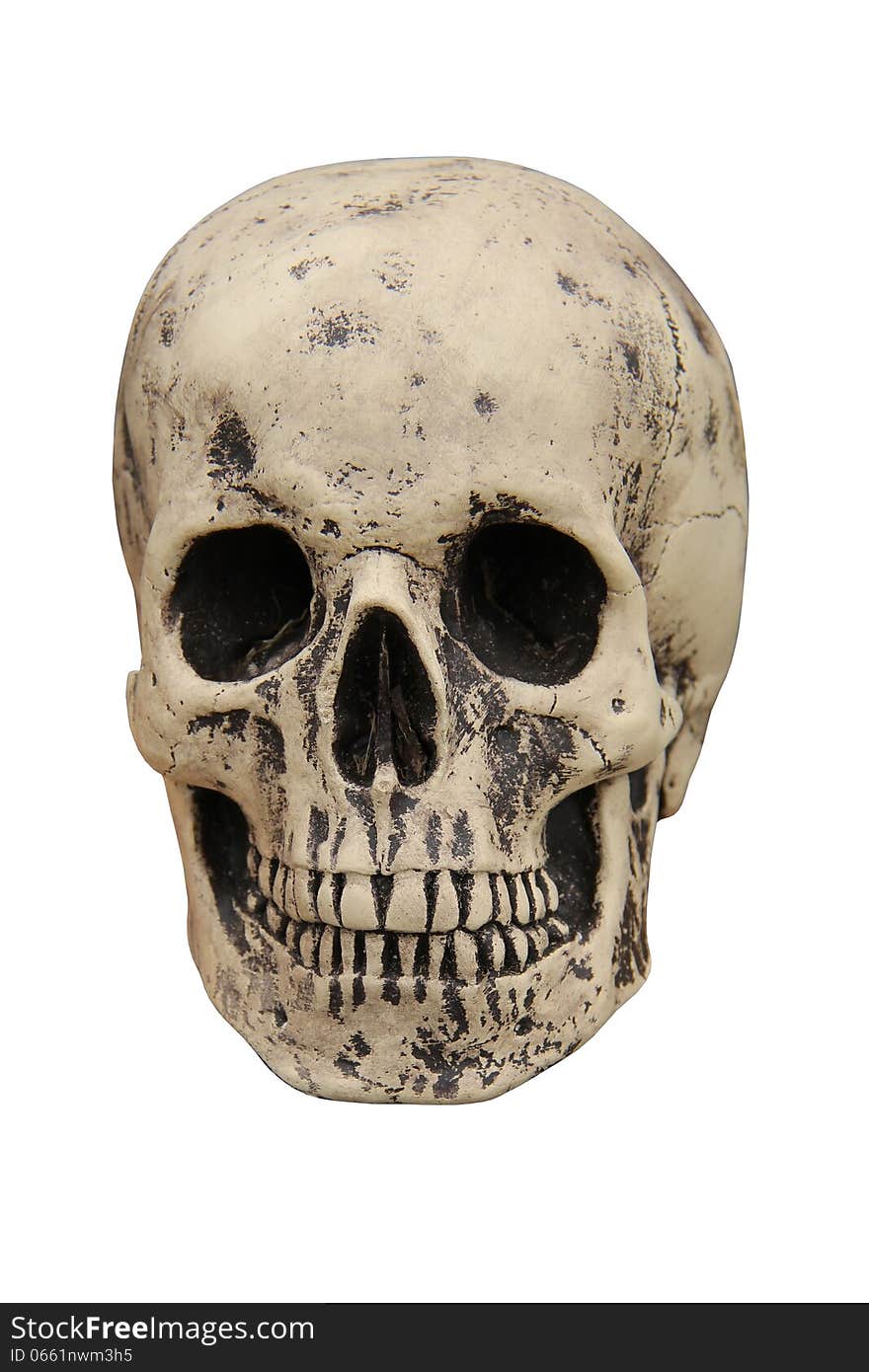 Human Skull.