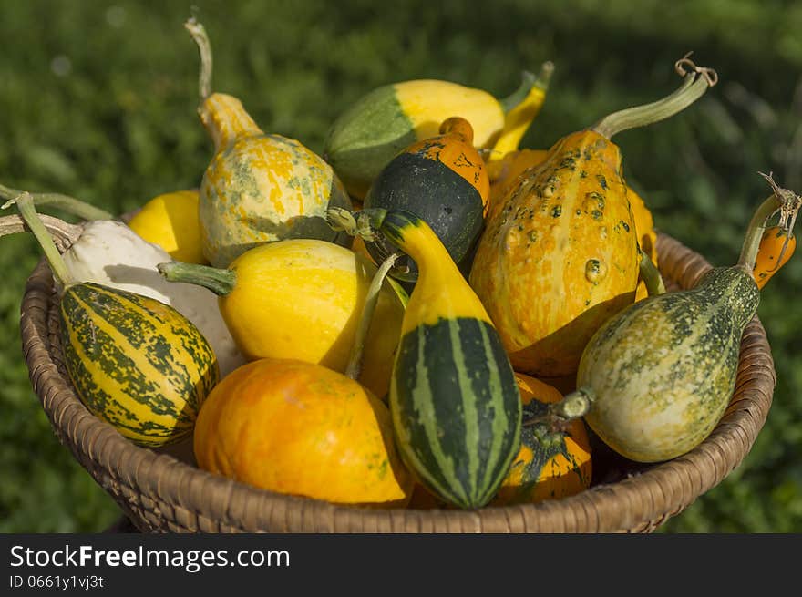 Many vegetable marrows in a basket. Many vegetable marrows in a basket.