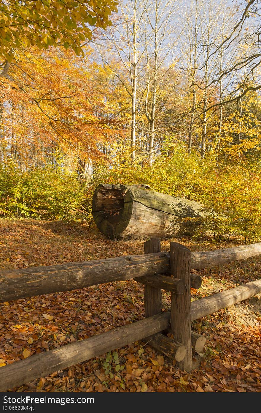 Tree Trunk Broken