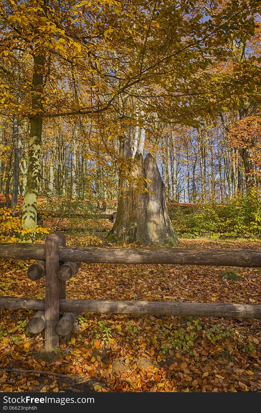 Autumn lake in Gdansk, Poland. Autumn lake in Gdansk, Poland