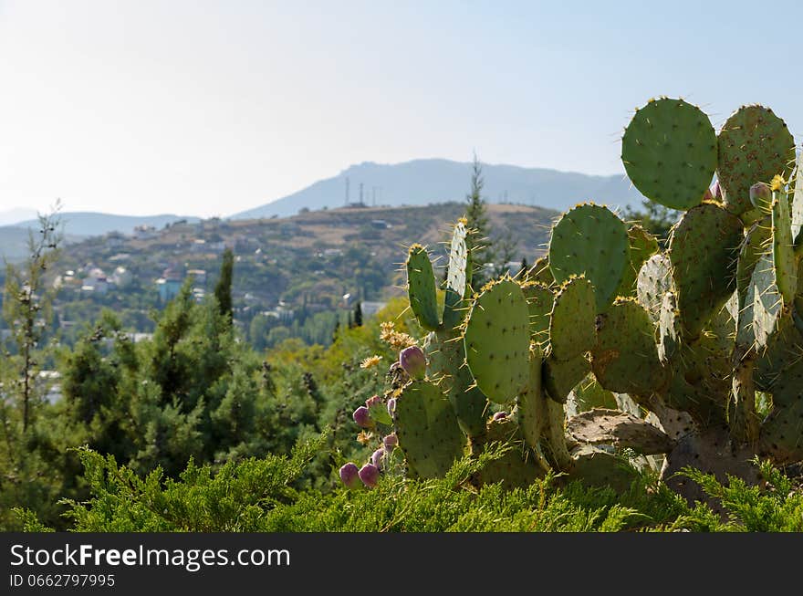 Crimean coast. Cacti.