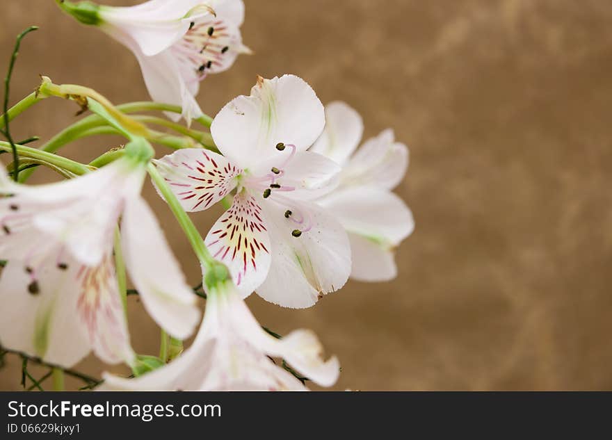 White Alstroemeria on golden background