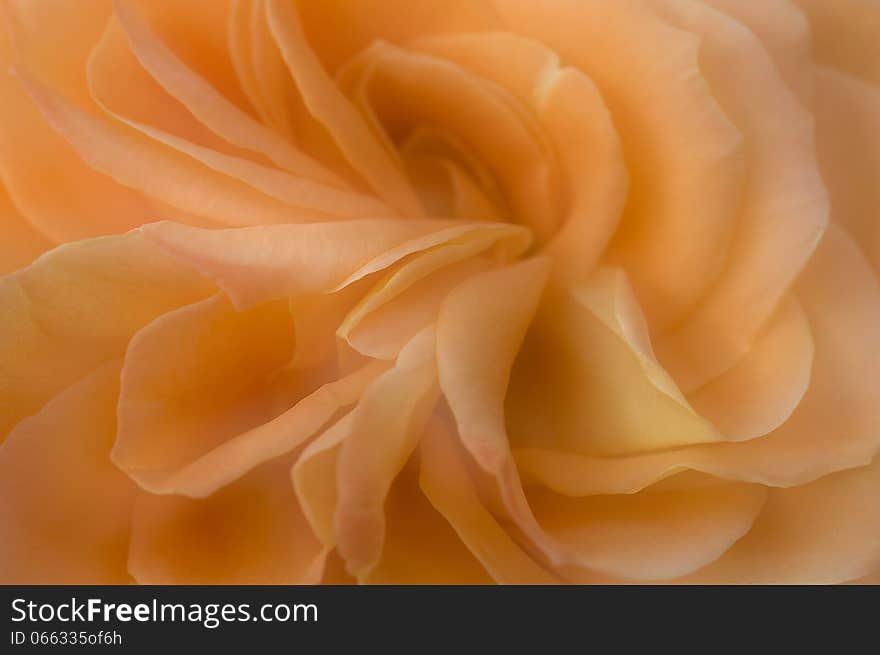 Close up of a rose in full bloom