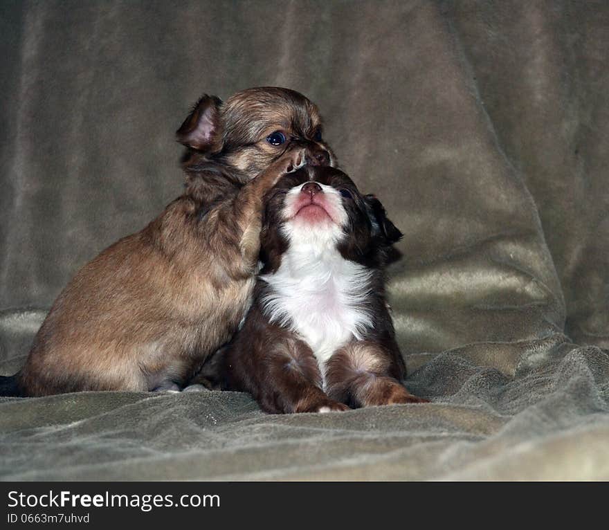 Two puppies play together on a rug. Two puppies play together on a rug