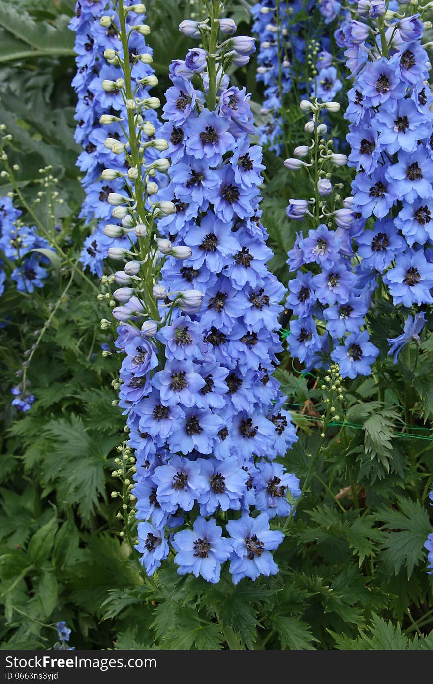 Purple Conical Garden Flower Plant.