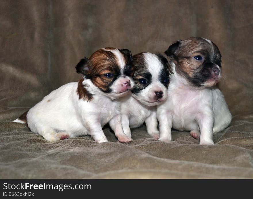 Three puppies on a rug