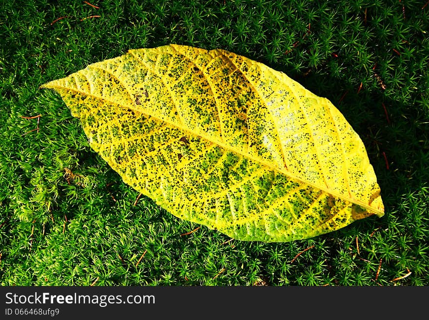 Yellow walnut leaf superimposed on green moss. Yellow walnut leaf superimposed on green moss