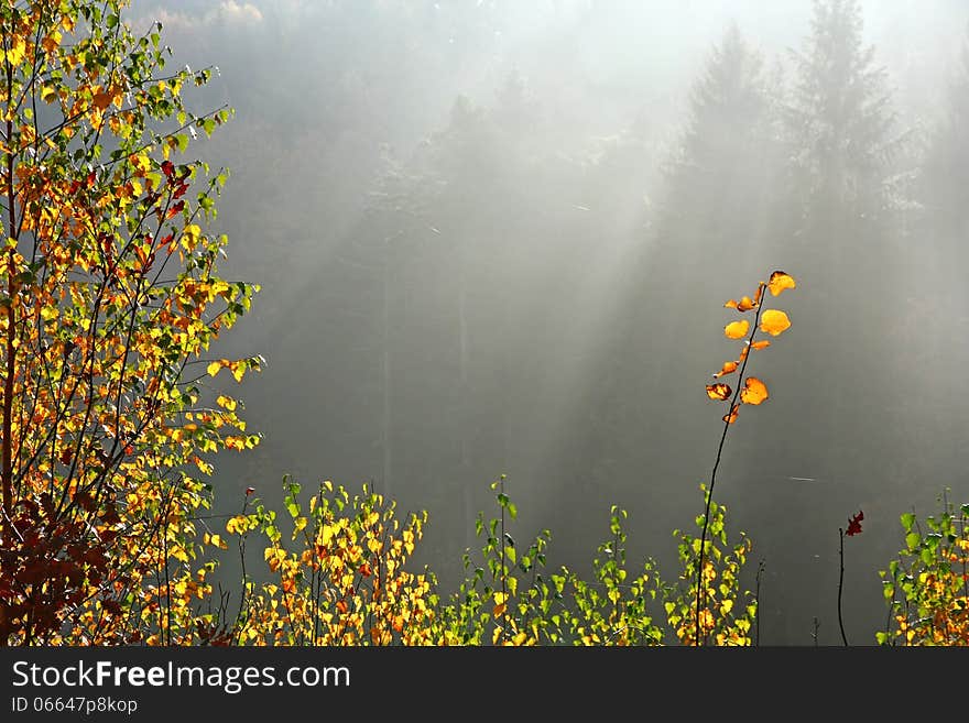 Birch trees backlit with sun rays in background