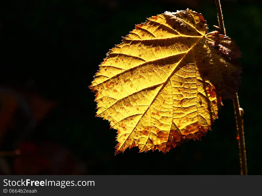 Yellow mulberry leaf backlit by sunlight