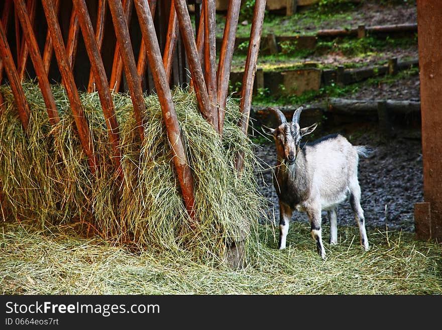 Goat chews hay barn and looks directly. Goat chews hay barn and looks directly