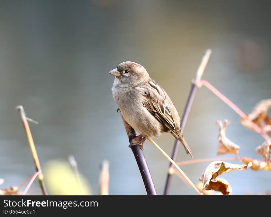 Little Sparrow