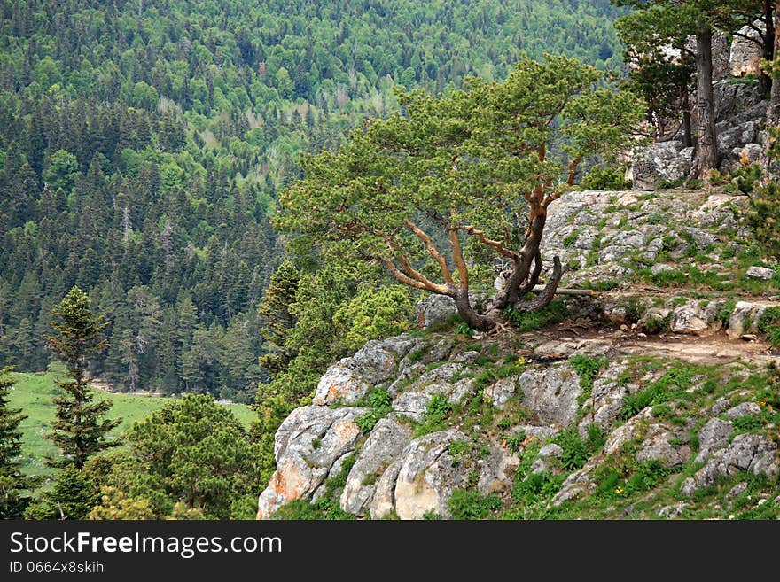 Pine with a curved trunk and branches on a rocky slope Lago-Naki plateau. Pine with a curved trunk and branches on a rocky slope Lago-Naki plateau