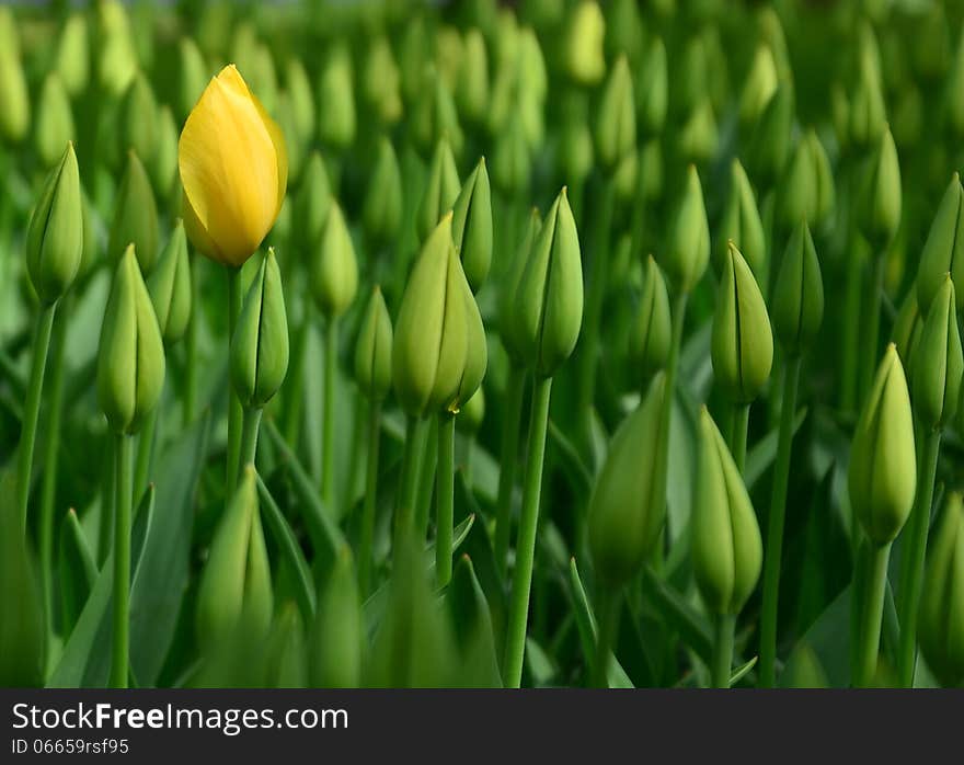 Yellow Tulips, green buds