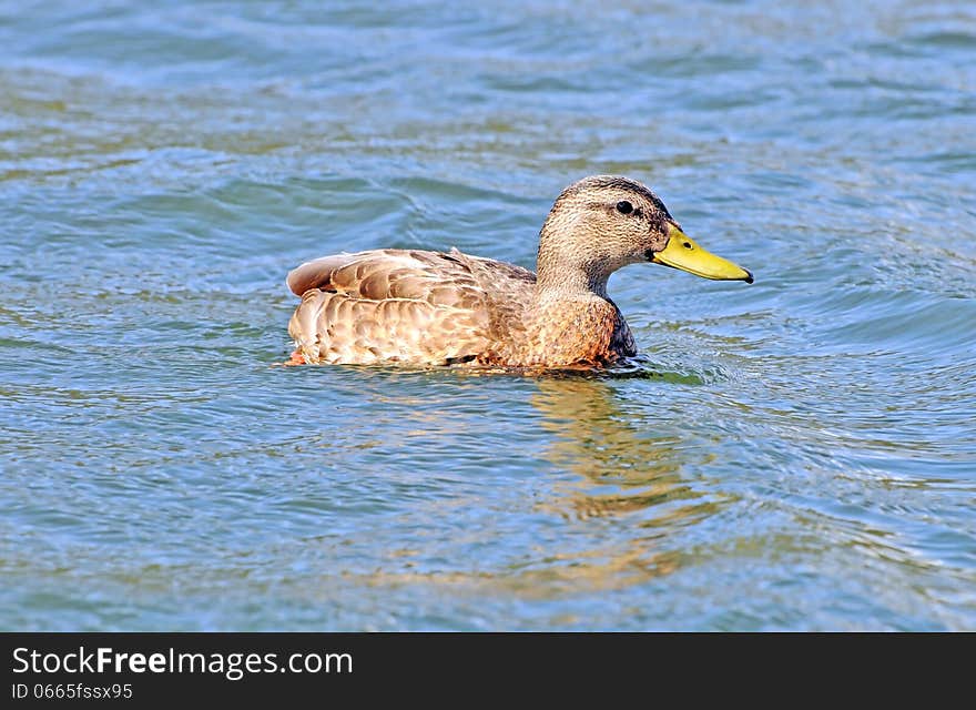 This young female duck is swimming at the west end of Big Bear Lake near the dam on warm summer afternoon. This young female duck is swimming at the west end of Big Bear Lake near the dam on warm summer afternoon.