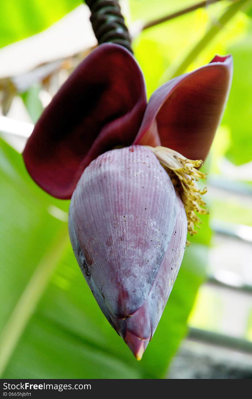 Close up image of banana blossom