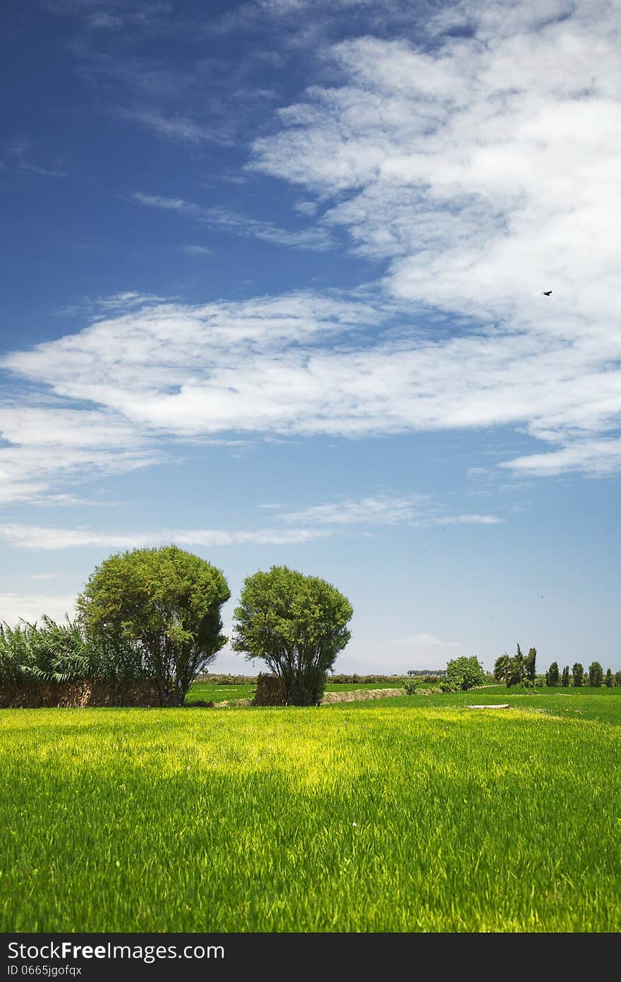 Two Trees in the Field with wonderful Clouds, Mejia, Peru, South America