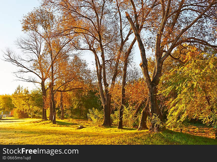 The woods in the morning