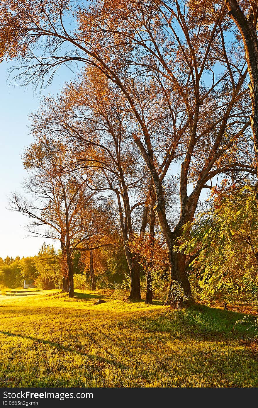 The trees in the morning