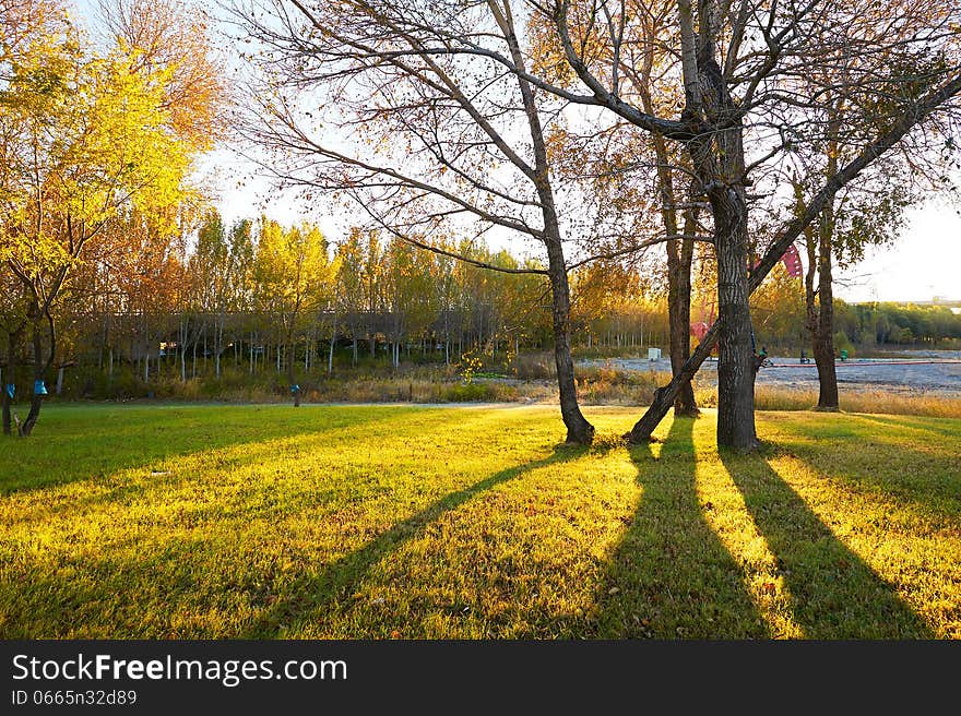 The photo taken in China's heilongjiang province daqing city,oil field ecology garden.The time is October 8, 2013. The photo taken in China's heilongjiang province daqing city,oil field ecology garden.The time is October 8, 2013.