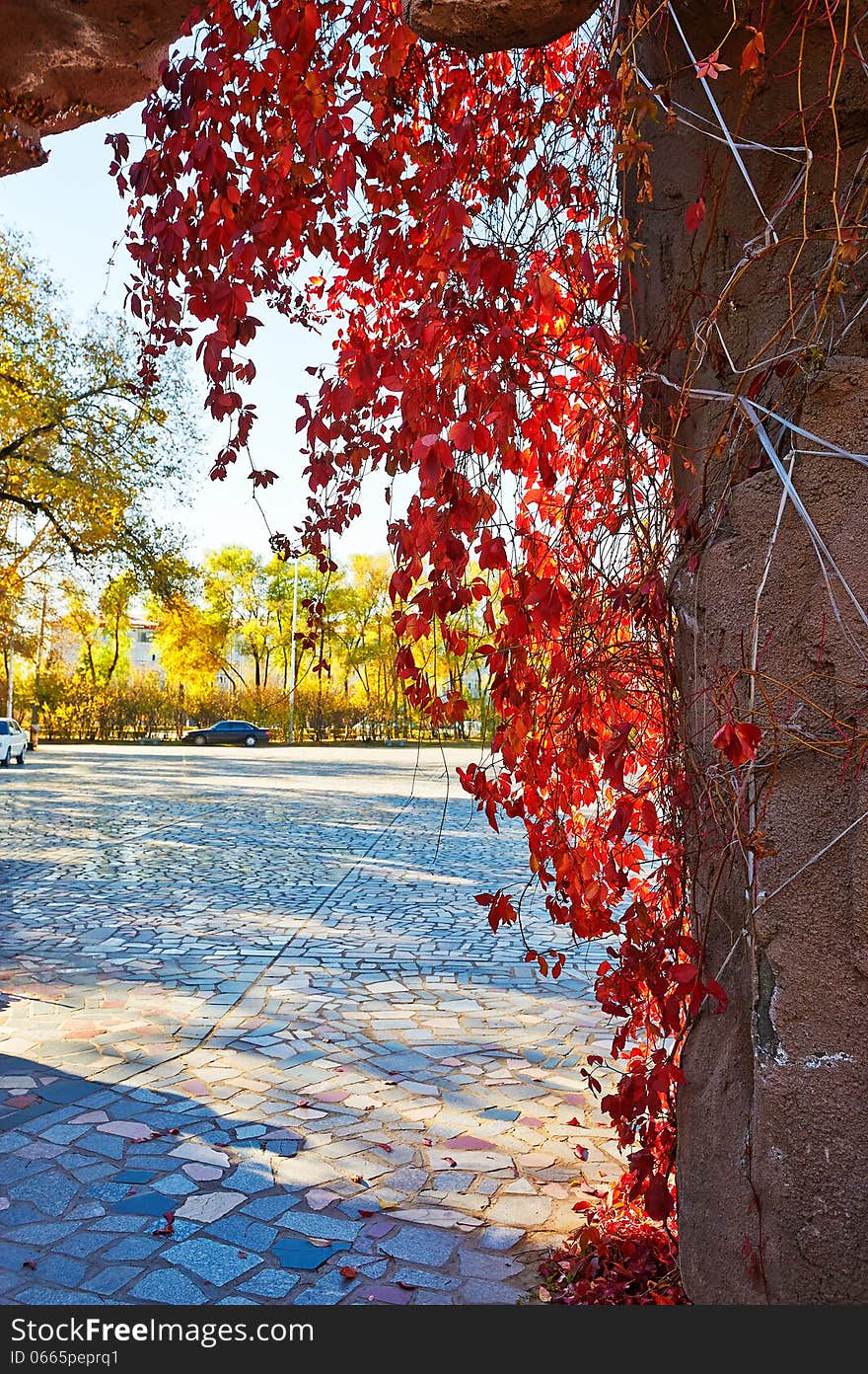 The Autumn Red Leaves Vine