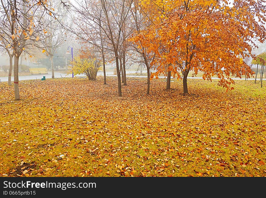 The gloden leaves in the mist