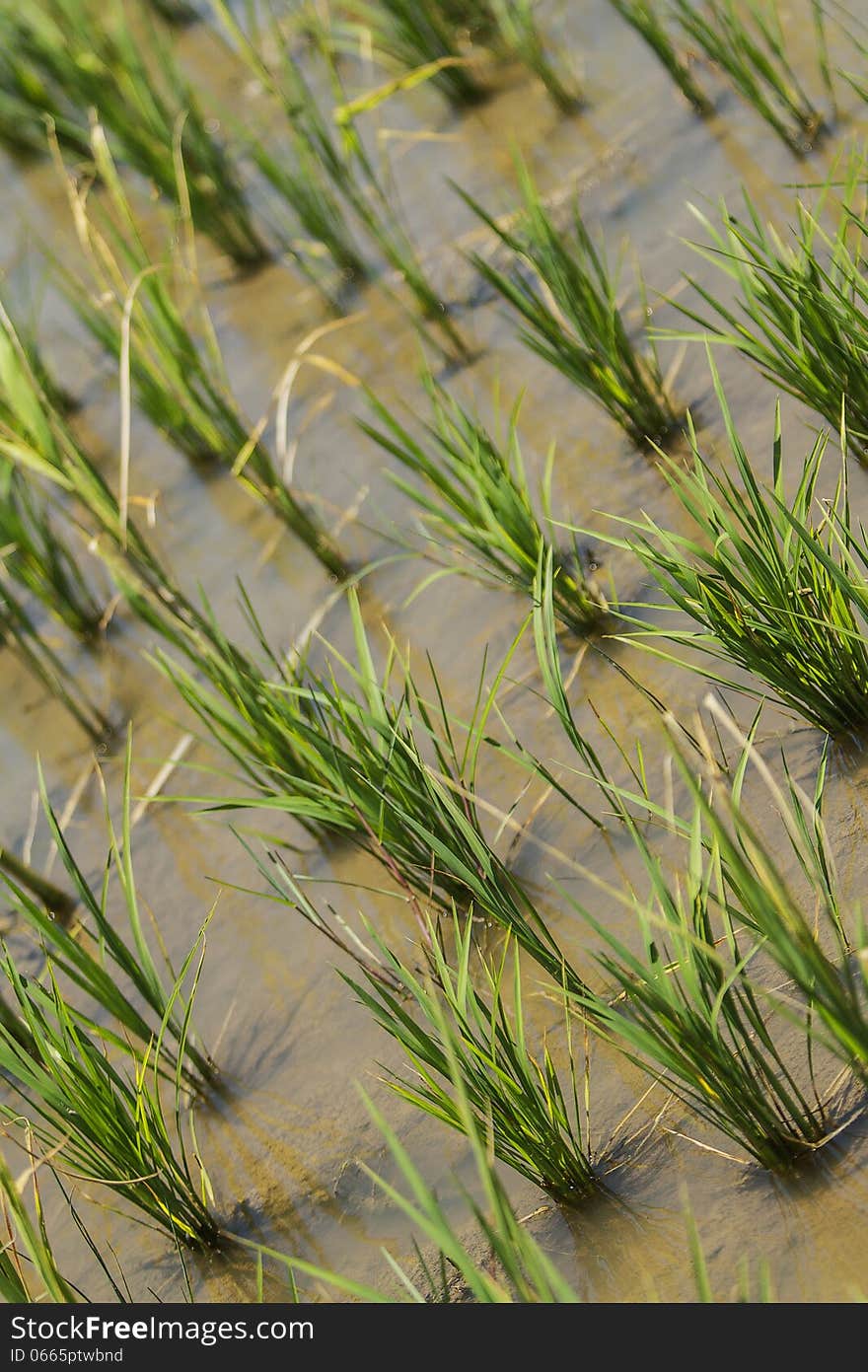 Detail of Rice Plant in the Field