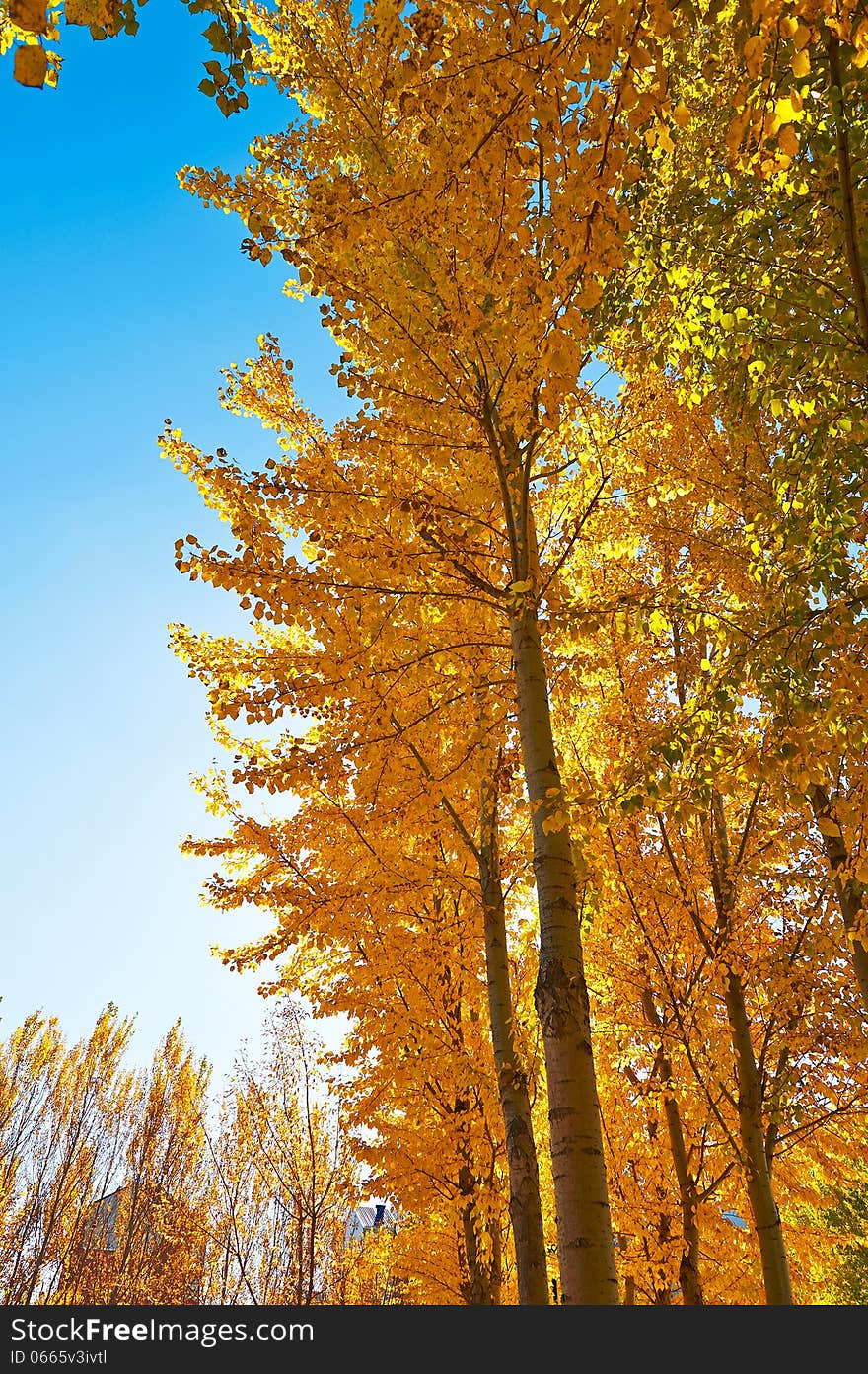 The gloden leaves and blue sky