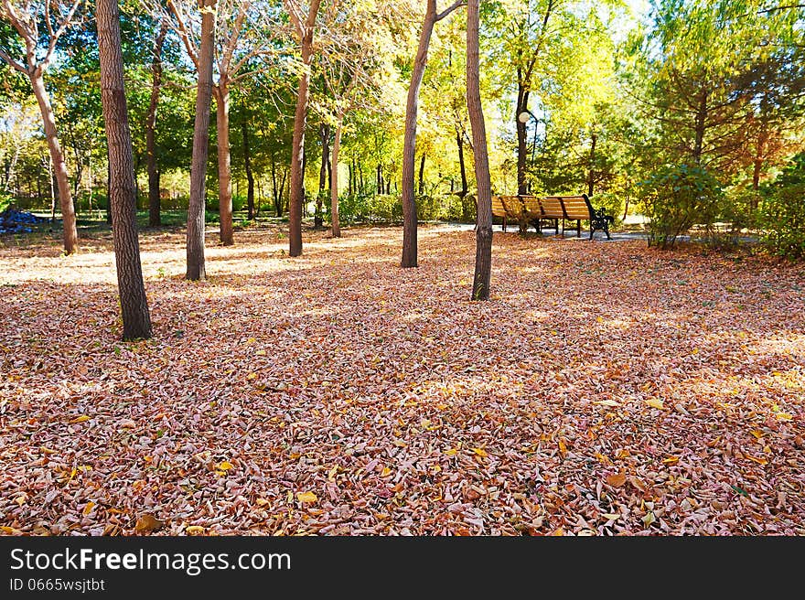 The beautiful fallen leaves