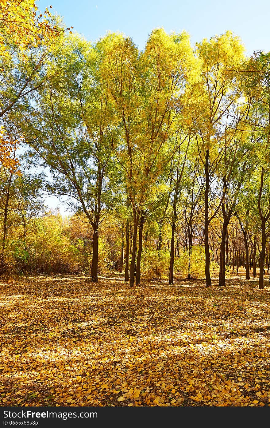 The Beautiful Gloden Fallen Leaves