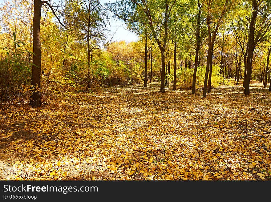 The gloden fallen leaves scenery