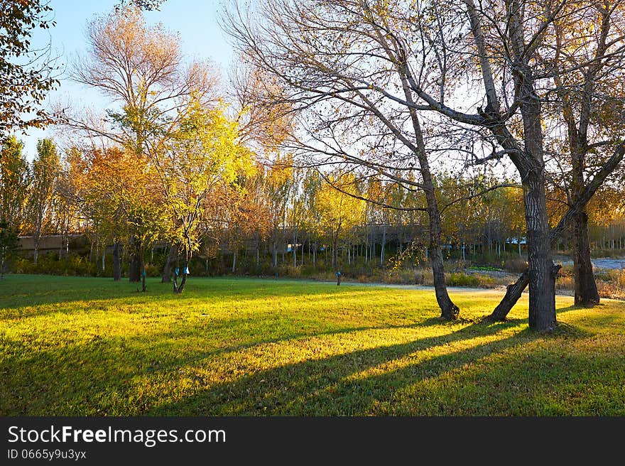 The trees in the morningtide scenery