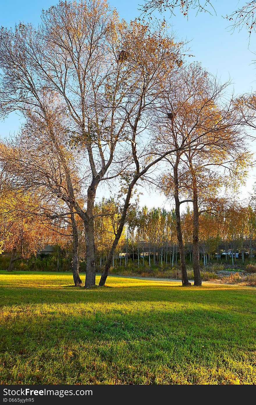 The trees on the lawn  in the morningtide scenery