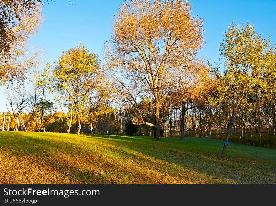 The photo taken in China's heilongjiang province daqing city,oil field ecology garden.The time is October 8, 2013. The photo taken in China's heilongjiang province daqing city,oil field ecology garden.The time is October 8, 2013.