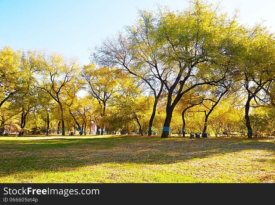 The autumn forest public garden