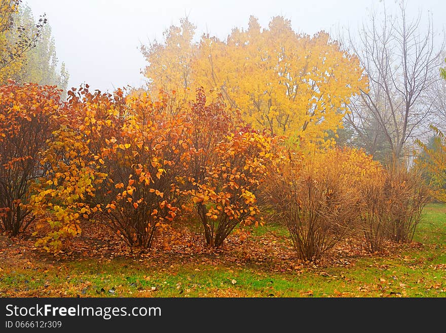 The fall trees in the mist