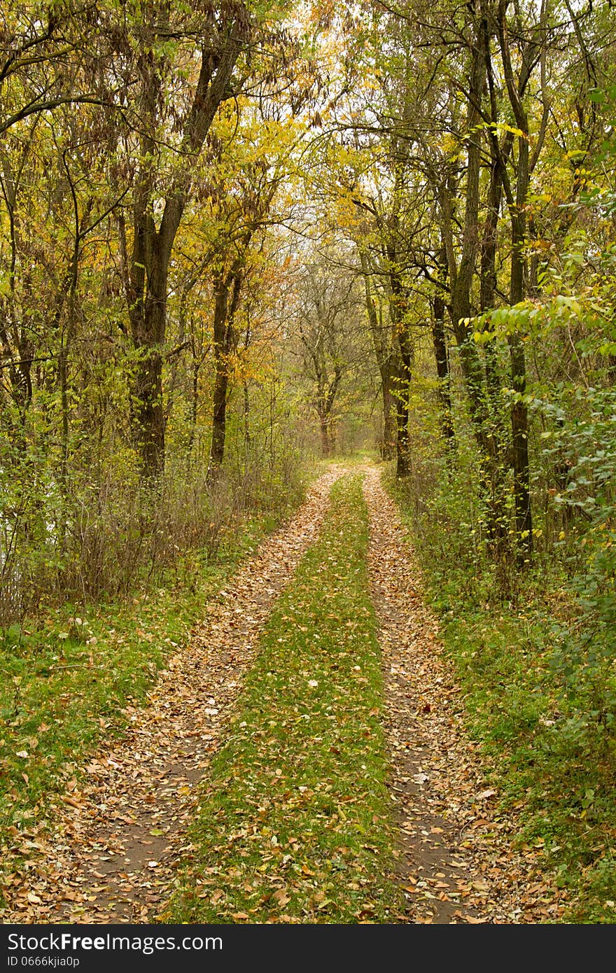 Leaf Fall