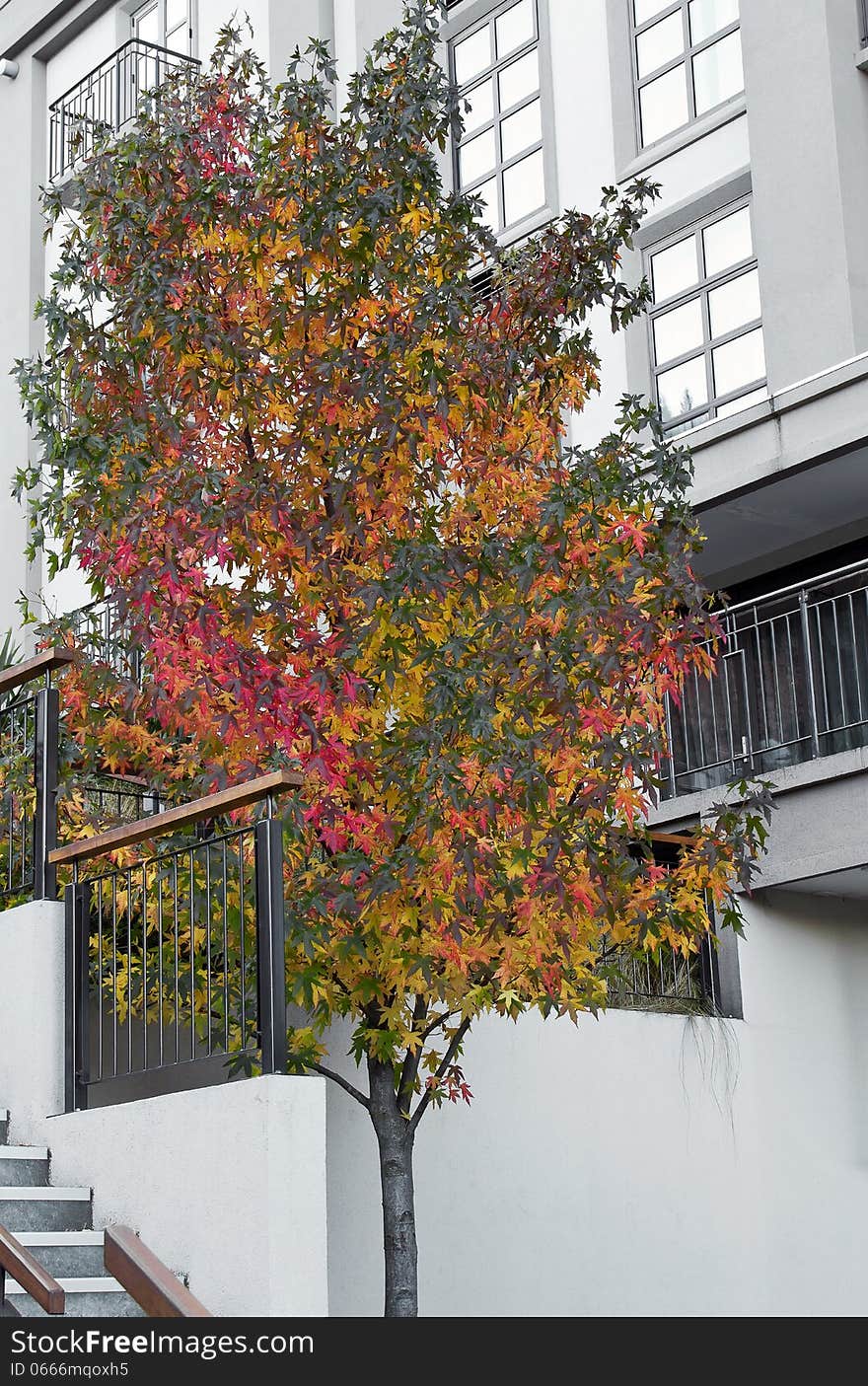 Colorful autumn maple tree against modern office building