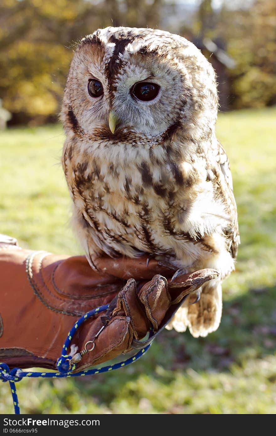 Tawny owl