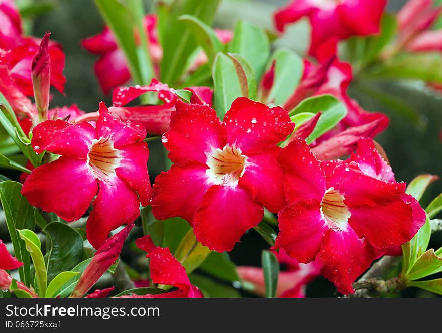 Desert Rose flower