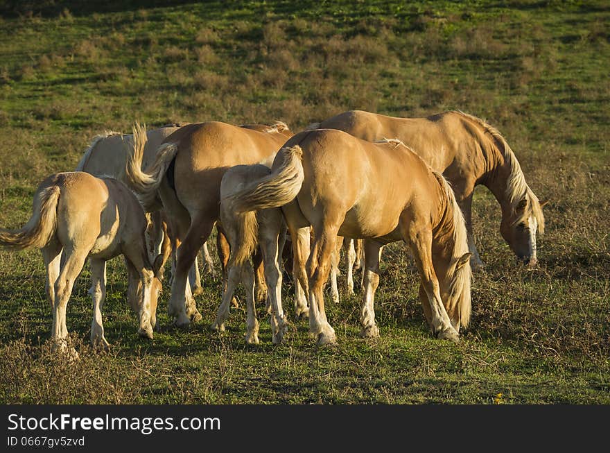 Horses pasture