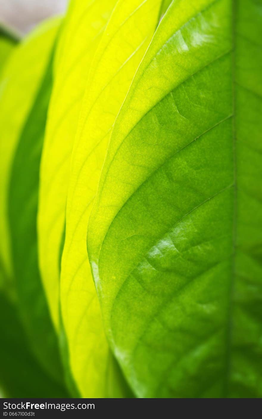 The structure of tropical green leaves in close up view