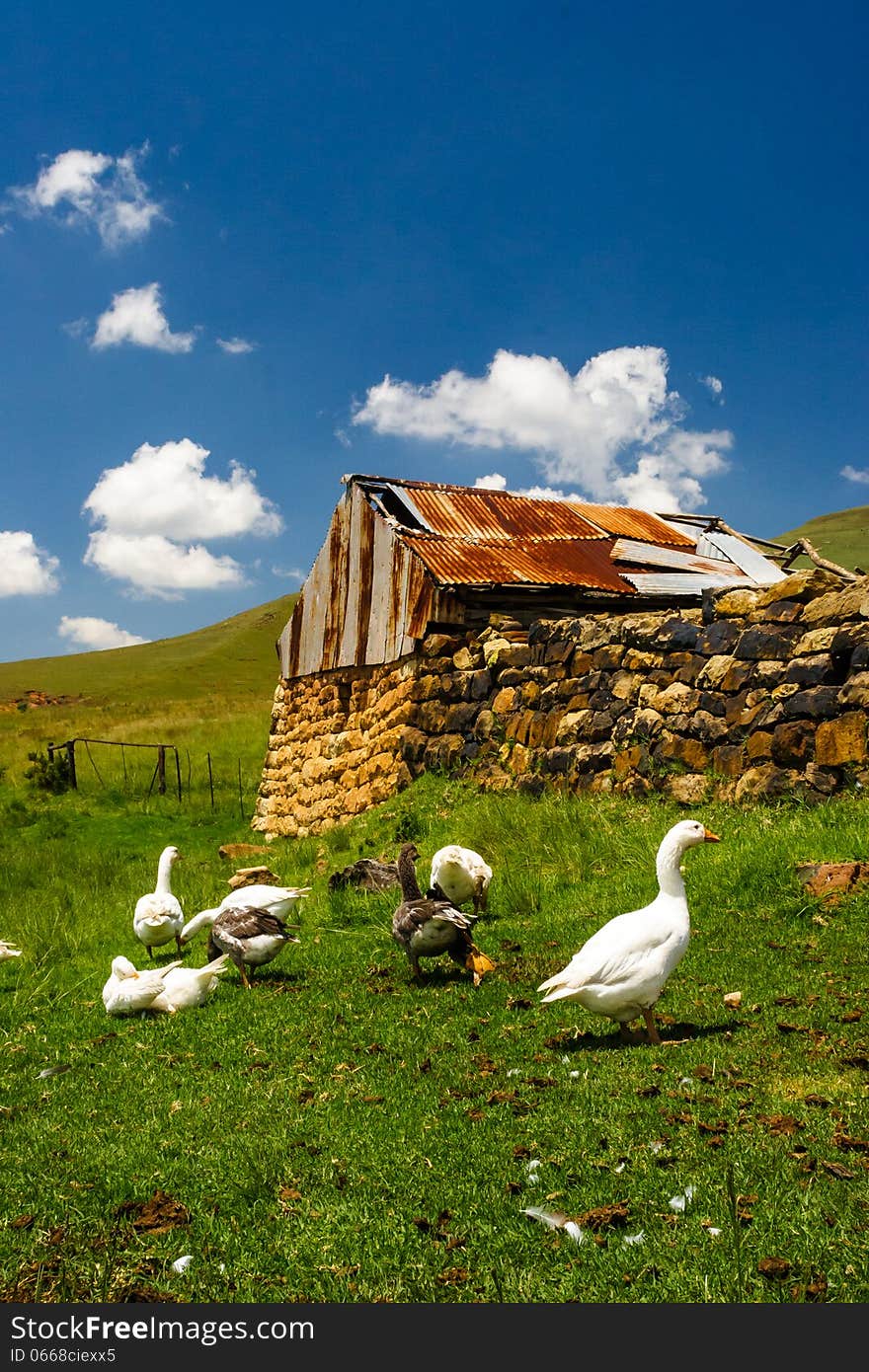 An old barn with ducks on a farm in the sterkfontein area of South Africa. An old barn with ducks on a farm in the sterkfontein area of South Africa.