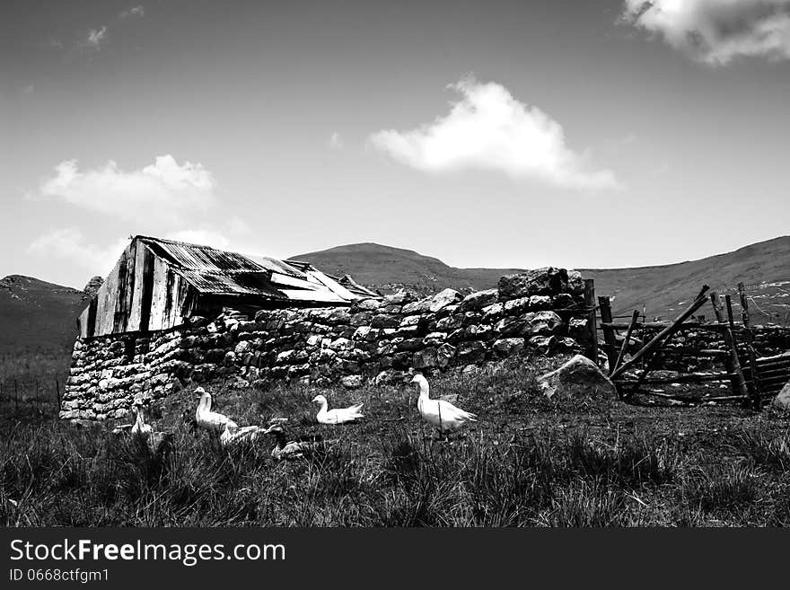 An old barn with ducks on a farm in the sterkfontein area of South Africa. An old barn with ducks on a farm in the sterkfontein area of South Africa.