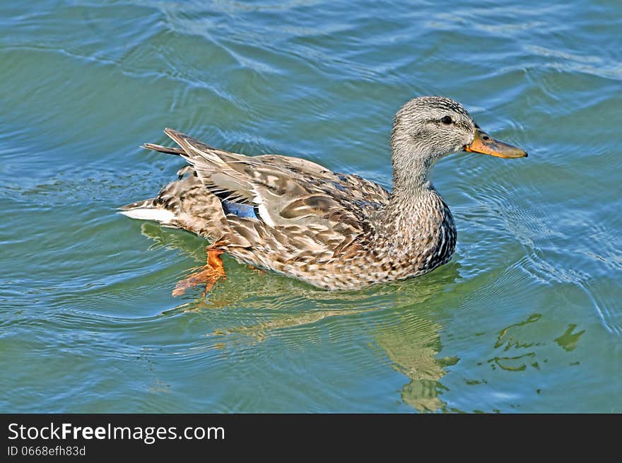 This female duck was swimming near her ducklings (subject of another photo) on a warm summer afternoon at Big Bear Lake down by the dam.